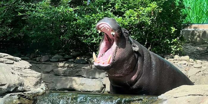 A yam-loving pygmy hippo named Zemora is the newest addition to the Louisville Zoo