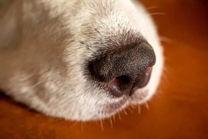 6 reasons why your dogs' nose is dry and when to be concerned