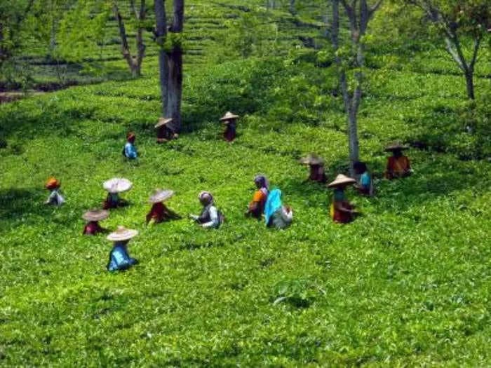 Nilgiris tea production rises 7 percent on account of heavy rains