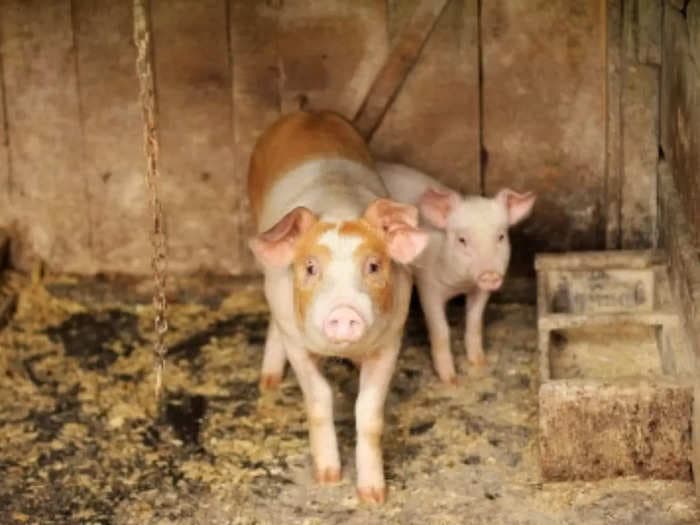 Pork meat sale banned in Lucknow as swine flu fever spreads