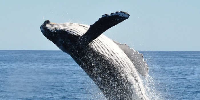 Dramatic video captured the moment when whale off the coast of Massachusetts briefly submerged the front of a 19-foot vessel after bouncing onto the bow