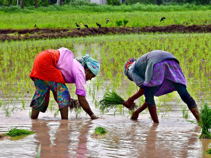 Uneven rains could have a detrimental impact on crop production and inflation: Nomura report
