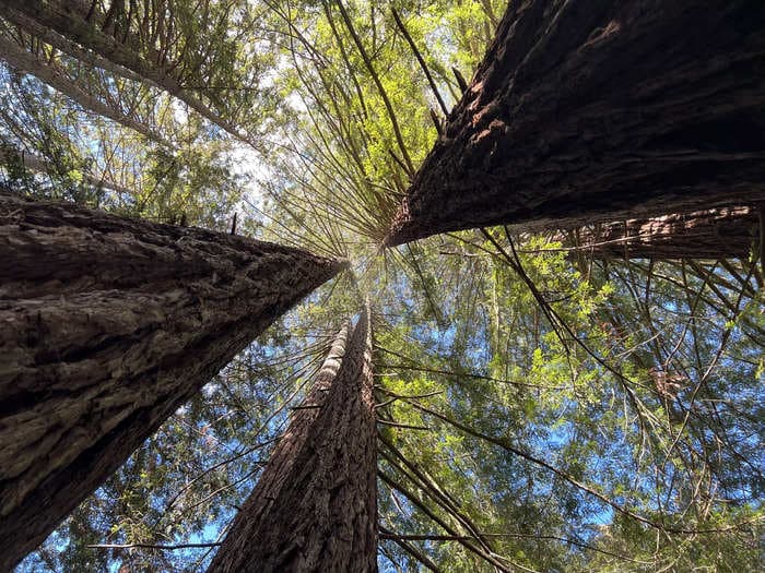 The world's tallest tree is now off limits to tourists because too many of them were damaging the surrounding area