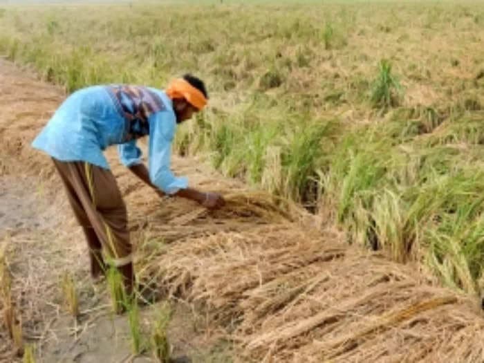 Tiruchi's farmers stare at heavy losses as 750 acres of farm land is flooded