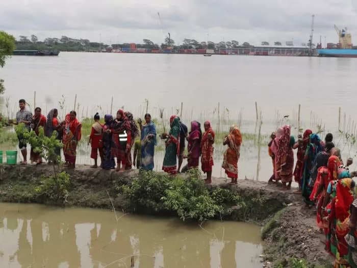 Drive to plant 100,000 mangroves in proximity to Sundarbans in Bangladesh