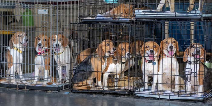 More than 4,000 beagles raised to be used in US drug trials were rescued from a breeding facility in Virginia