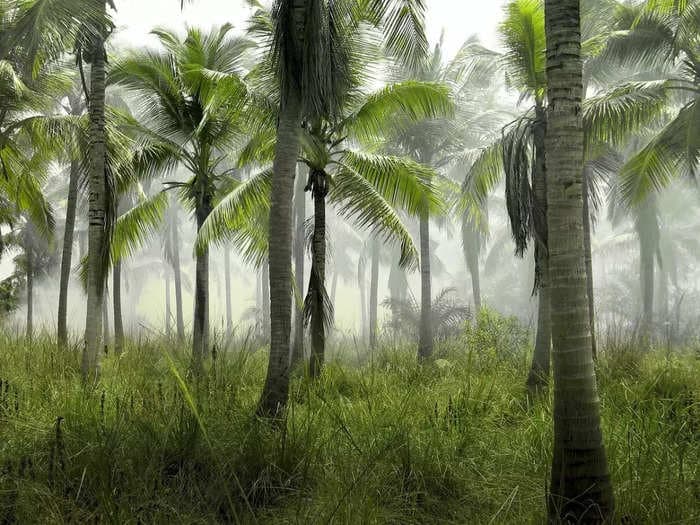 400-acre barrens in Trichy district in Tamil Nadu to turn into a palm tree forest