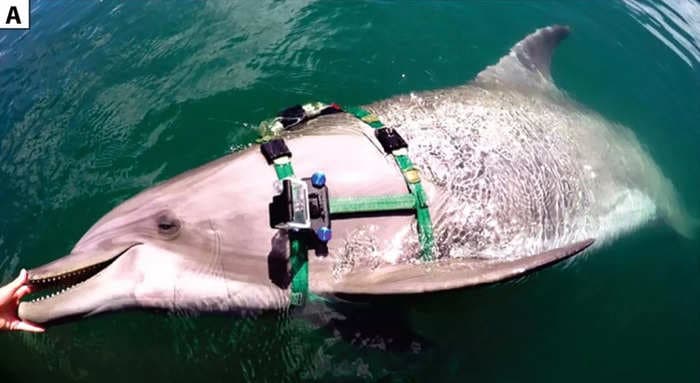 Videos from dolphins with GoPros strapped to their sides reveal they hunt venomous sea snakes and emit eerie 'victory squeals'