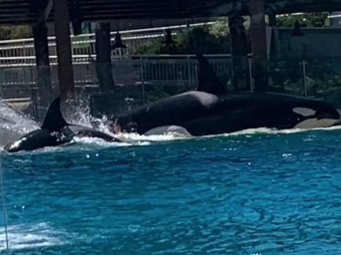 Video shows orca appearing to attack another killer whale at SeaWorld, prompting PETA complaint to USDA