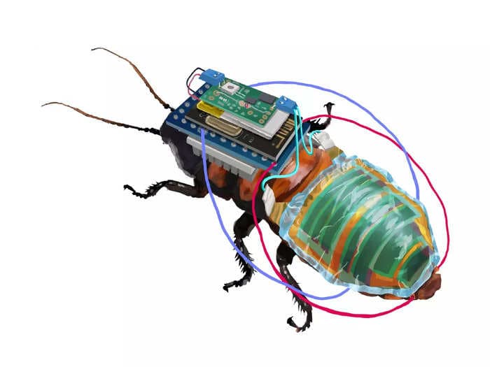 Scientists create remote-controlled cyborg cockroaches that can go under search and rescue missions