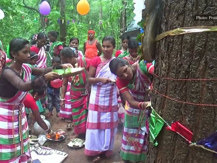 Tribal women in Mayurbhanj, Odisha tie 'rakhis' to trees for protection from illegal felling and forest fires