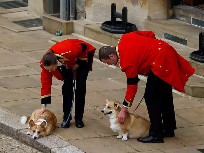 Meet Susan, the Queen's first corgi. She went on her honeymoon in 1947 and most of the Queen's corgis descended from her.