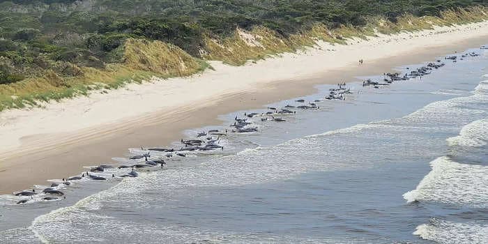 Almost 200 whales have died on a beach in Tasmania, and one photo shows the scale of the mass stranding