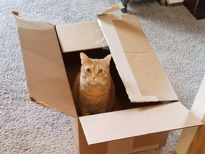 5 reasons why your cat loves empty boxes and tips to engage their natural instincts during playtime