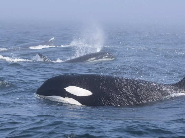 Video shows a rare brawl between a pod of orcas and 2 humpback whales in the Pacific Ocean