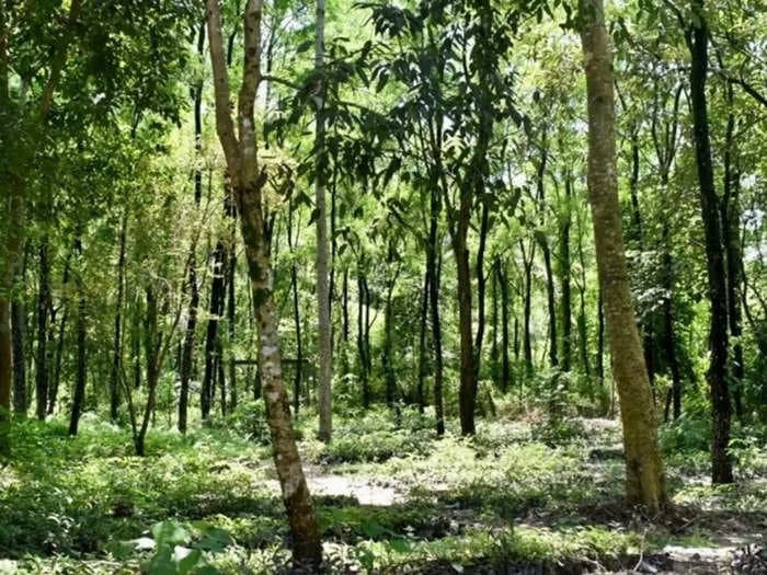 How a tiger-infested Assamese forest got reduced to barren wasteland in only a decade, and then bounced back