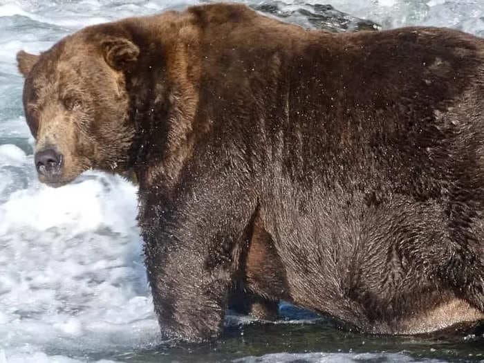 Fat Bear Week is back and only the chonkiest bear will be victorious