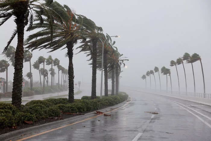 Palm trees bend in high winds and are hard to uproot. A forest ecologist says they're perfectly designed to withstand hurricanes.