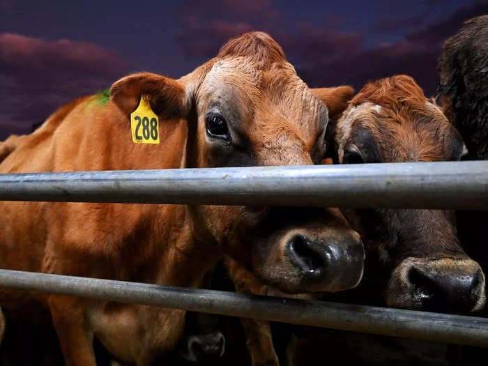 New Zealand proposed a new plan for tackling climate change — taxing burps and pee from farm animals