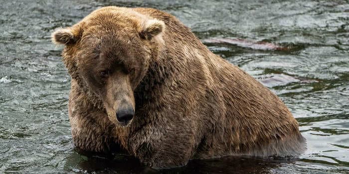 Hackers attempted to tip the scales of an election for the fattest bear in an Alaskan park but the National Park Service sniffed them out