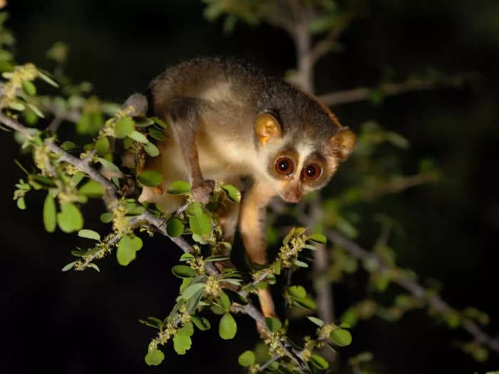 All you need to know about the primate Slender Loris which is getting its own sanctuary in TN