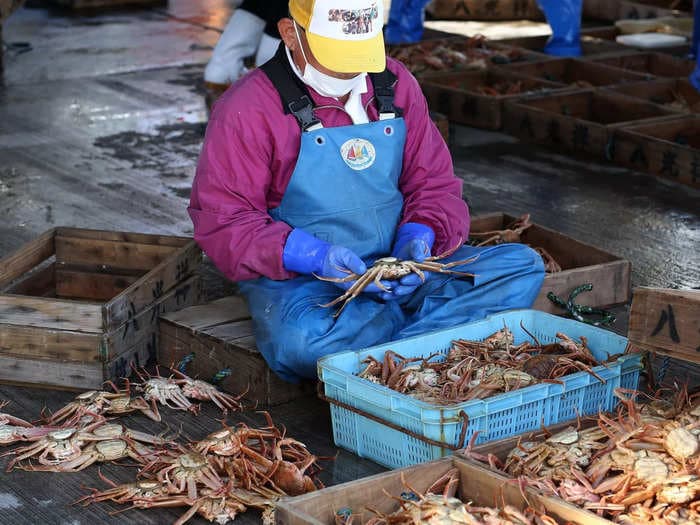 Alaska cancels snow crab fishing for a year after the population mysteriously collapsed