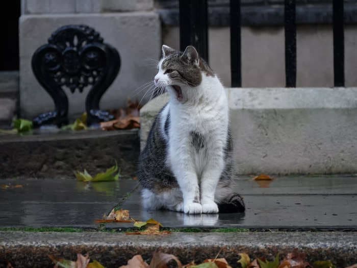 Twitter is bowing down to Larry the Cat, Downing Street's Chief Mouser, for outlasting 4 prime ministers 