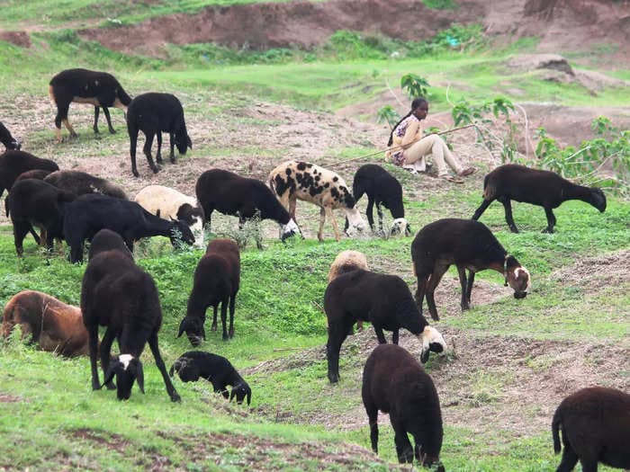 Grazing animals may be extremely vital to climate change mitigation and maintaining soil carbon health, new study reveals