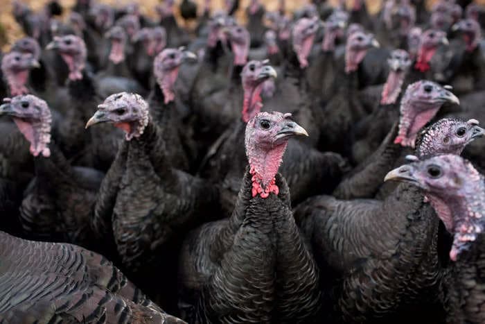 Thanksgiving turkeys are going to be more expensive than ever this year – here's why