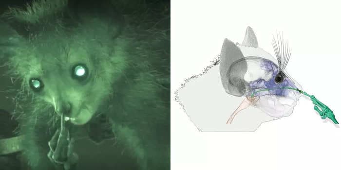 Video shows lemur picking its nose so deep it touches the back of its throat, then eats it — behavior previously unknown to science