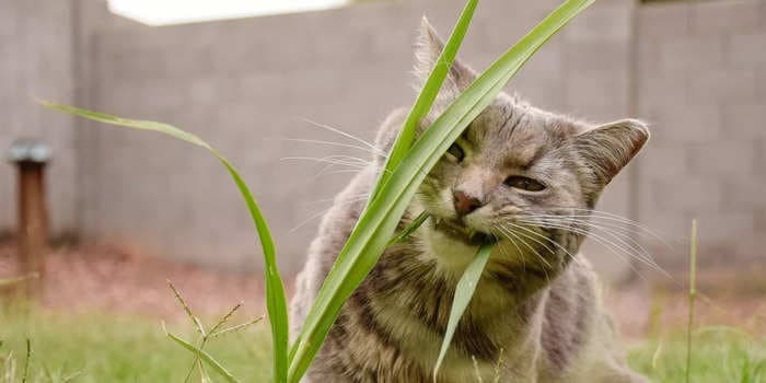 Vets explain 6 odd cat behaviors, from eating grass to sitting in the litter box