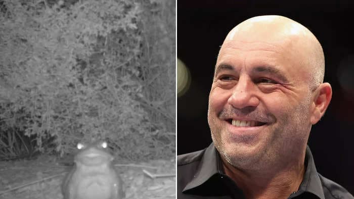 The National Park Service warns visitors not to lick Sonoran Desert toads, whose psychoactive poison has been smoked by celebrities like Joe Rogan and Chelsea Handler