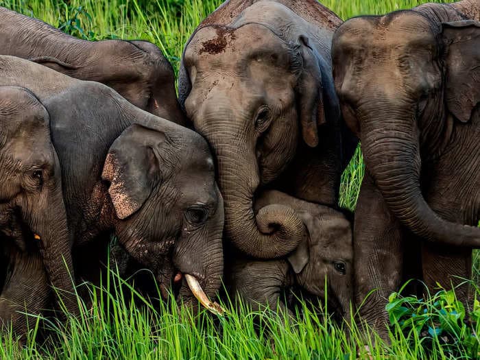 A herd of sleeping elephants 'got drunk' after they pilfered pots of traditional liquor made by Indian villagers, reports say