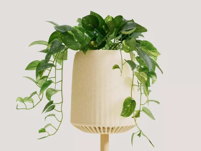 This bio-engineered houseplant claims to clean the air as efficiently as 30 air purifiers