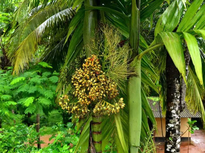 Replanted tropical trees don't survive for long, researchers tell us why