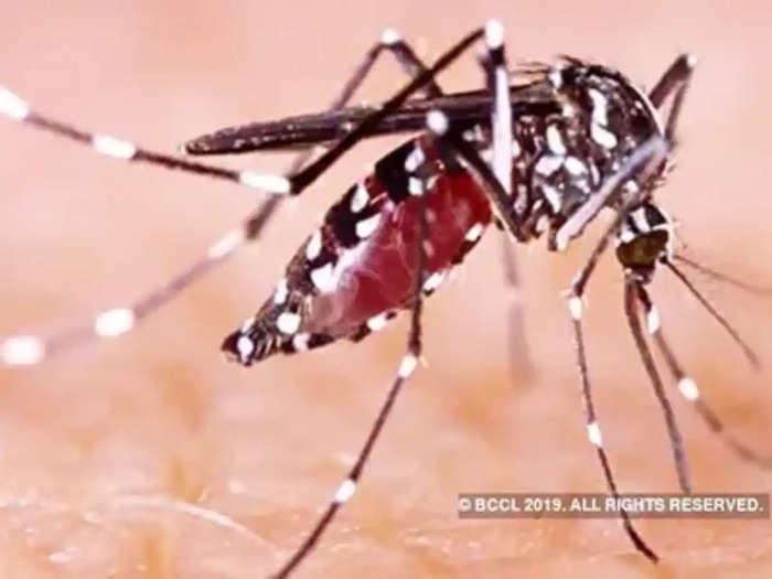 Kerala govt issues alert in Thiruvananthapuram, Kollam, Ernakulam and 3 more districts as dengue cases spike