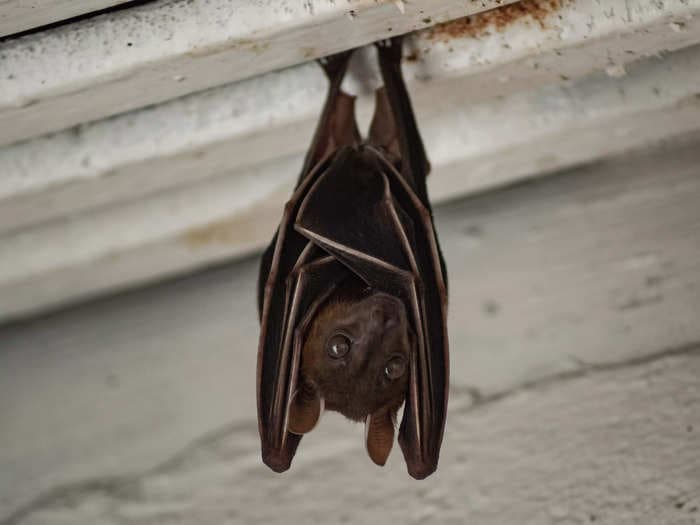 A YouTuber in Thailand has apologized following her arrest in connection with eating a bat on camera, reports say