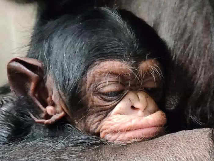 The heartwarming moment a chimpanzee mom is reunited with her newborn captured on video