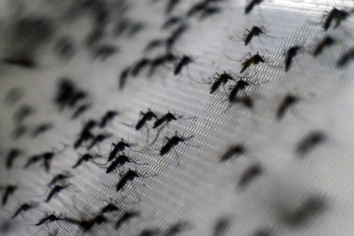 Video shows a monstrous mosquito swarm in Australia that's so thick farmers could barely see across their porch