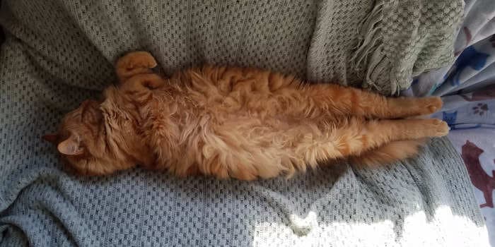 10 cat sleeping positions and what your cat's favorite snoozing pose means, according to vets