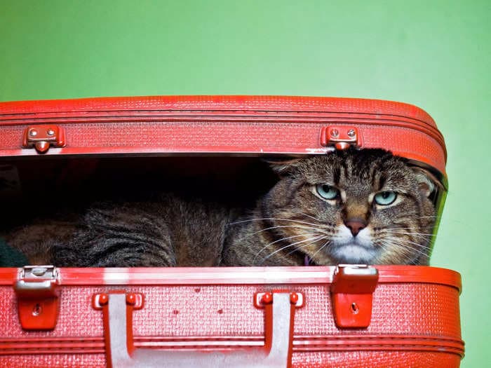 A cat snuck into a Delta passenger's suitcase and was found by TSA in an X-ray image