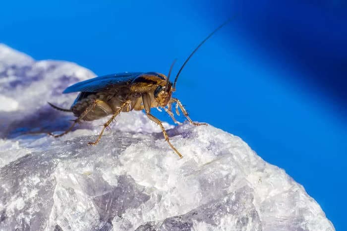 Unicorns are passé, cockroaches are the new favourites of venture capitalists