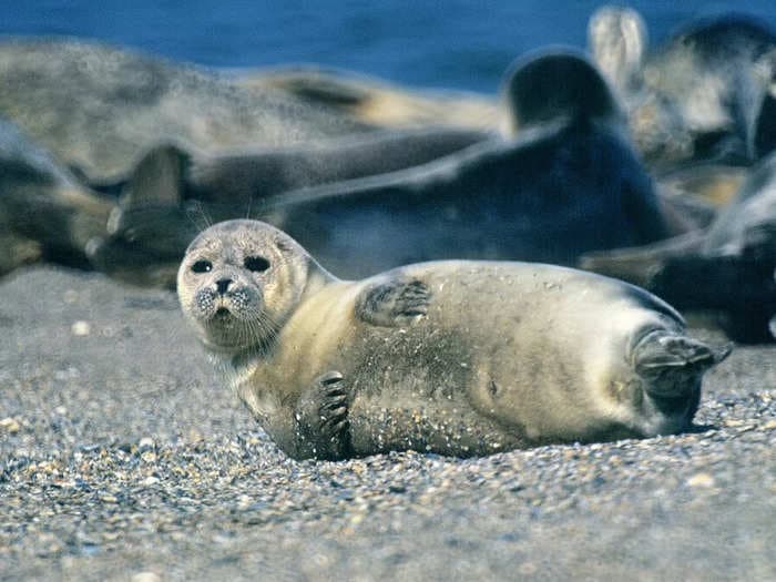 2,500 endangered Caspian seals mysteriously washed up dead on a Russian coast