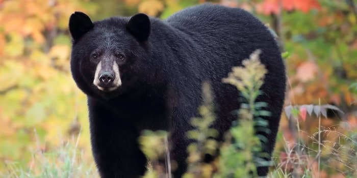 The true story behind the 'Cocaine Bear' movie, a bizarre fictional retelling of a real-life black bear that was high on cocaine