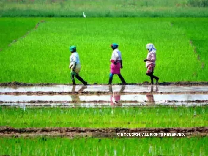 Saline groundwater in Sundarbans makes people buy drinking water, quit farming