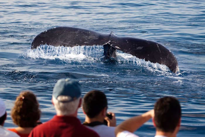 A humpback whale with a broken spine managed to swim 3,000 miles from Canada's west coast to Hawaii by doing the breaststroke