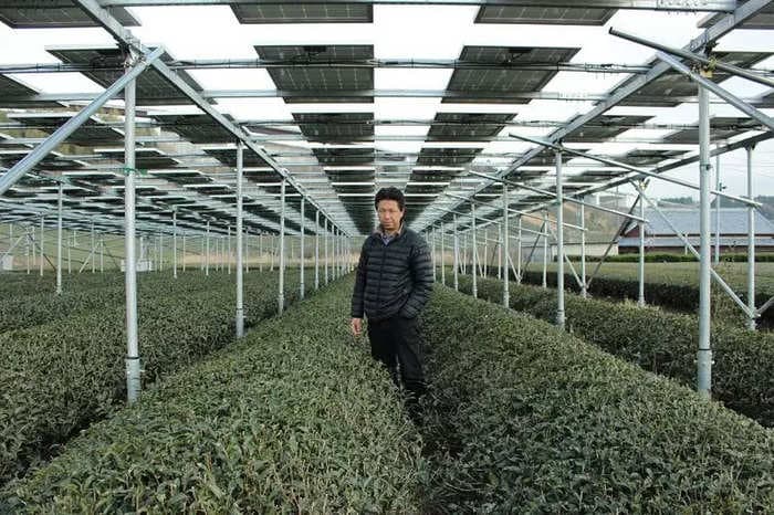 Solar sharing helps farmers in Japan adopt sustainable methods — and earn additional money