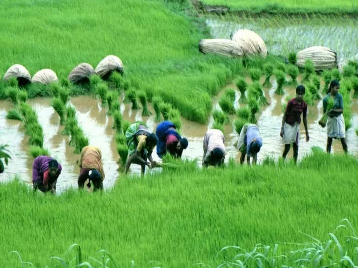 Punjab ranks second in average monthly income per agricultural household: Centre