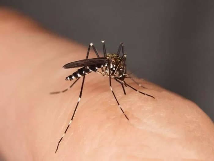 Dengue infections crosses 4000-mark in Delhi this year, over 500 cases in December alone