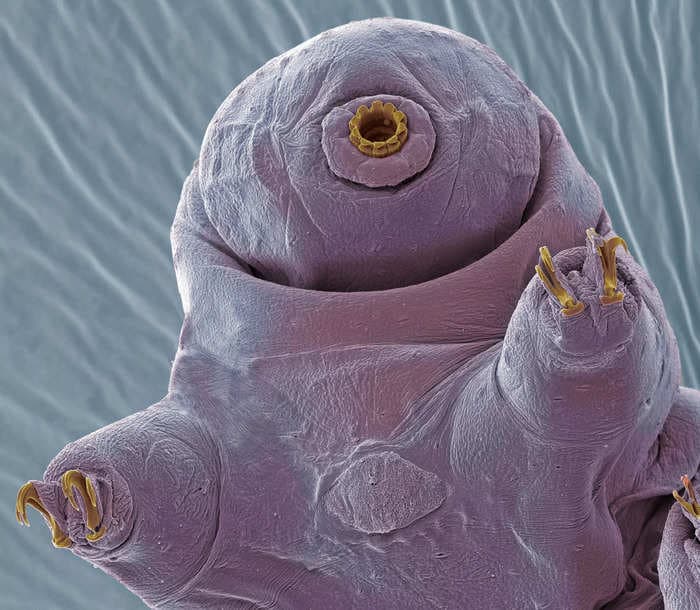 5 of the wildest experiments tardigrades have survived in the name of science
